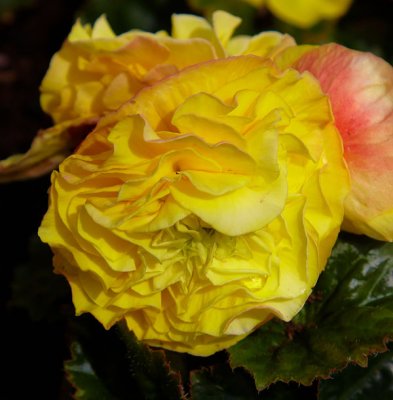 yellow begonia