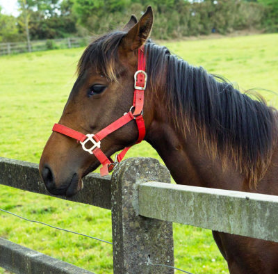 horse 2.jpg