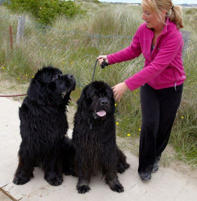 newfoundland dogs .jpg