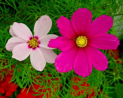 red and white flower 1.jpg