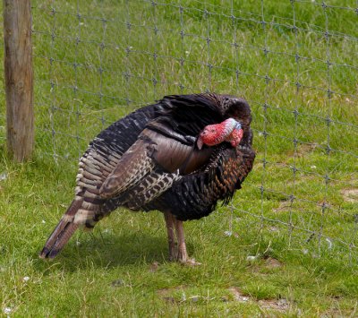 black turkey .jpg