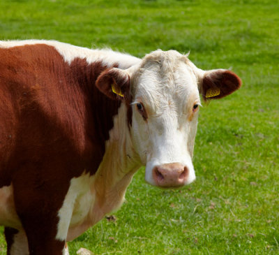 cattle 2.jpg
