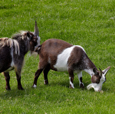 pygmy goats .jpg