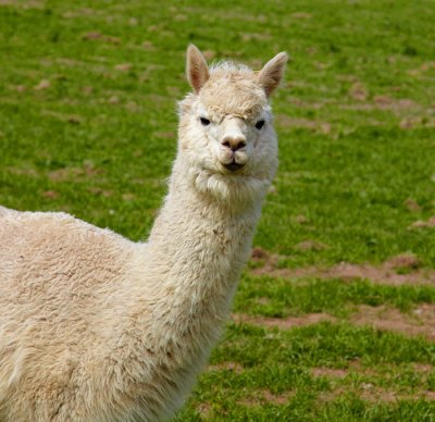 emu .jpg