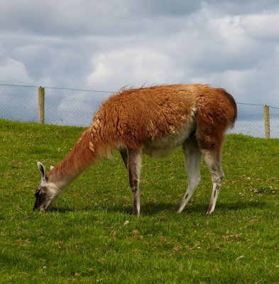 grazing llama.jpg