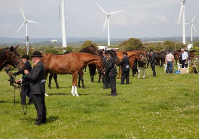 showing horses 1.jpg