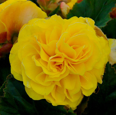 yellow begonia .jpg