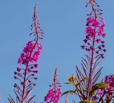 wild red flower .jpg