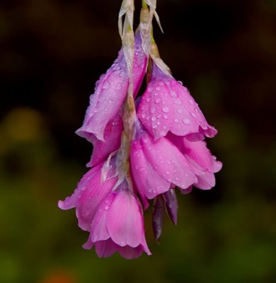 flower and raindrops .jpg