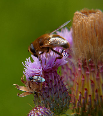 insects on thistle .jpg