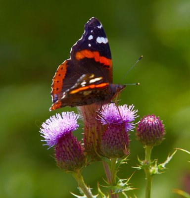 butterfly on thistle .jpg