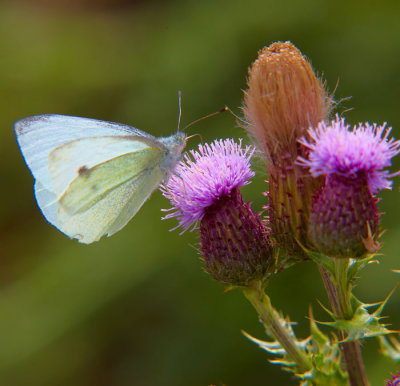 butterfly on thistle 4.jpg