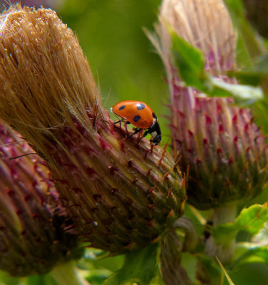 ladybird on thistle .jpg