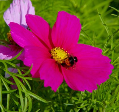 flower and bee.jpg