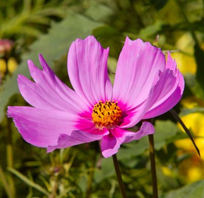 lilac flower 1.jpg