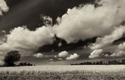 cornfield 10.jpg