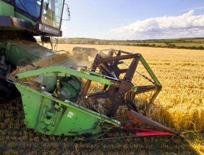 harvest 12.jpg