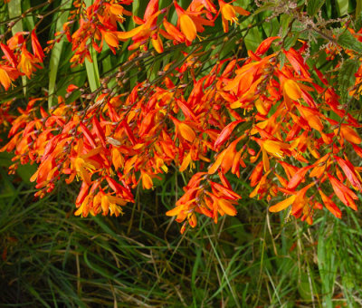 crocosmia  wild flower