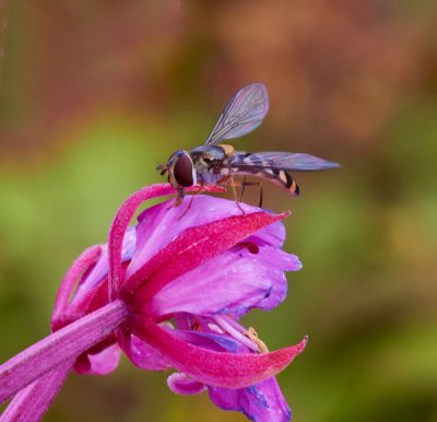 insect on flower 1.jpg