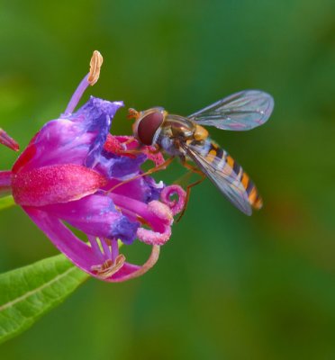 insect on flower 3.jpg