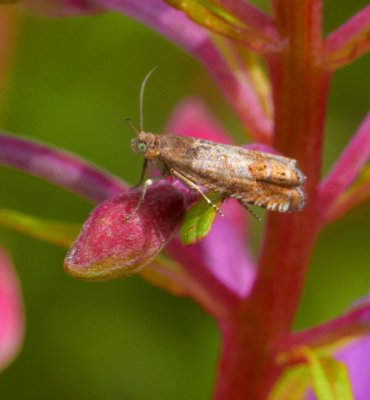 micro moth on flower