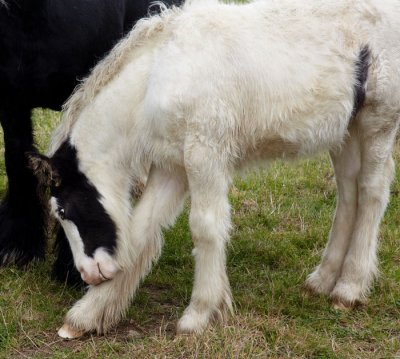 young pony grooming .jpg