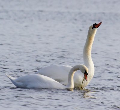 mute swans 2.jpg