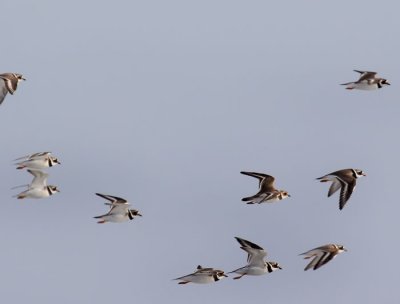 ringed plovers