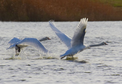 swans taking off 2.jpg