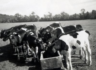 calves feeding .jpg