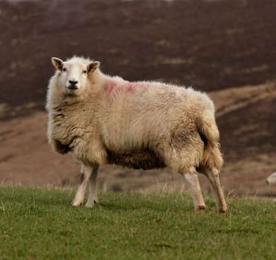 mountain sheep 1.jpg