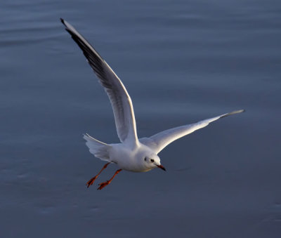 seagull 5.jpg