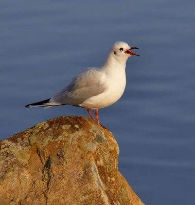 bird on a rock .jpg