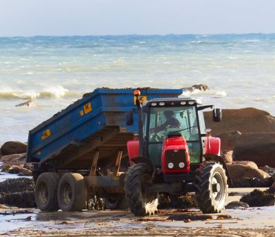 getting rid of seaweed 2