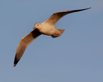 seagull 2.jpg