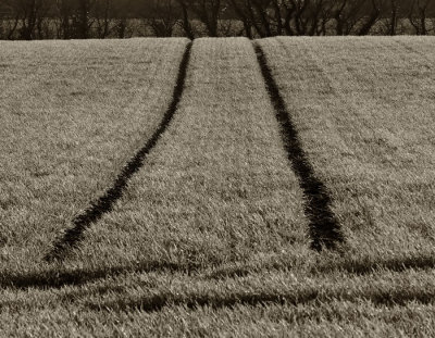 tramlines in winter corn .jpg