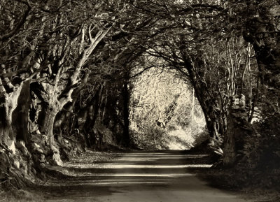 archway of trees .jpg