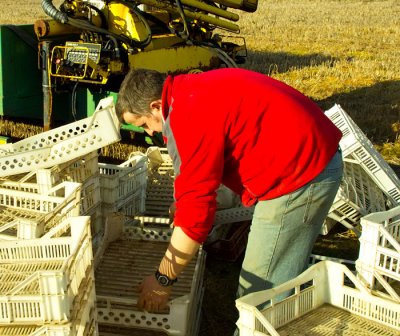 sorting trays 1.jpg