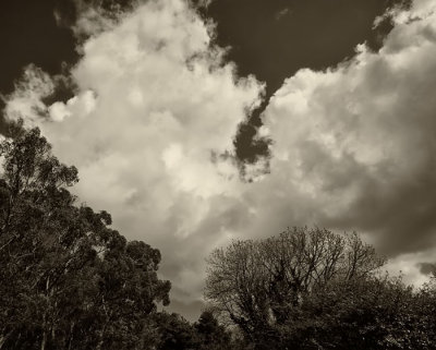 trees and clouds .jpg