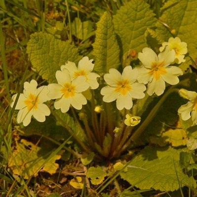 wild buttercup .jpg