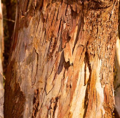 tree trunk 3.jpg