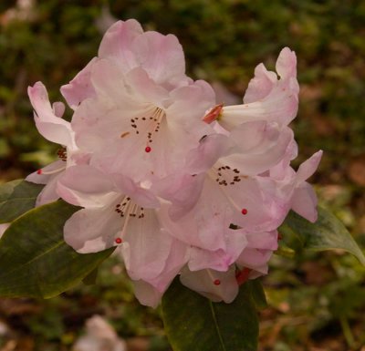 white rhododendron flower .jpg
