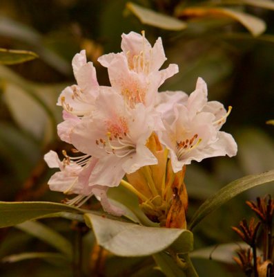 white rhodendron 2.jpg