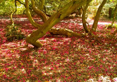 fallen petals .jpg