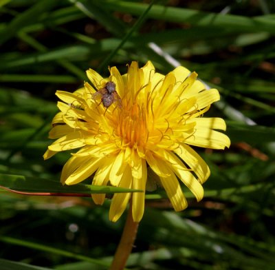 flower and insect .jpg