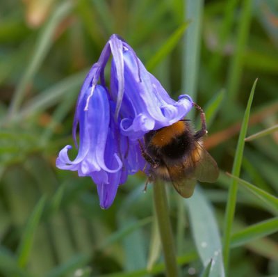 bee at work 2.jpg