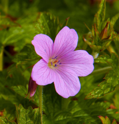 purple flower .jpg