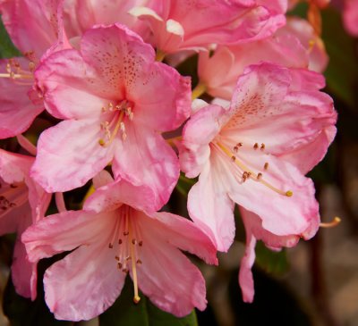 pink azalea .jpg