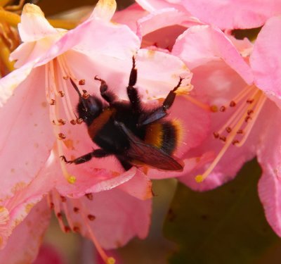 bumble bee at work .jpg