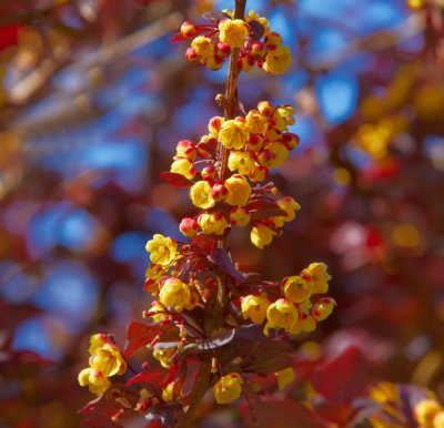 purple berberis .jpg